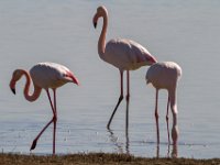 Flamingo's : Europa, Nat. park Donana, Reisen, Spanje, europa